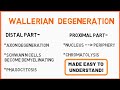 Wallerian Degeneration | Peripheral Neuropathy | Seddon's Classification | Nerve Muscle Physiology