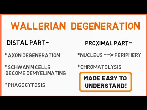 Wallerian Degeneration |