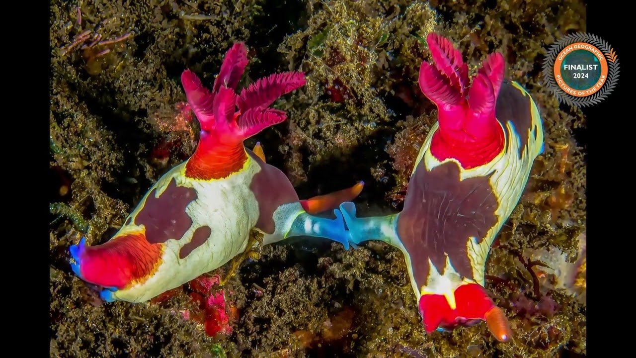 Connected - Winner - Music and Pictures The  Michael AW Award of Excellence. OG PICOTY