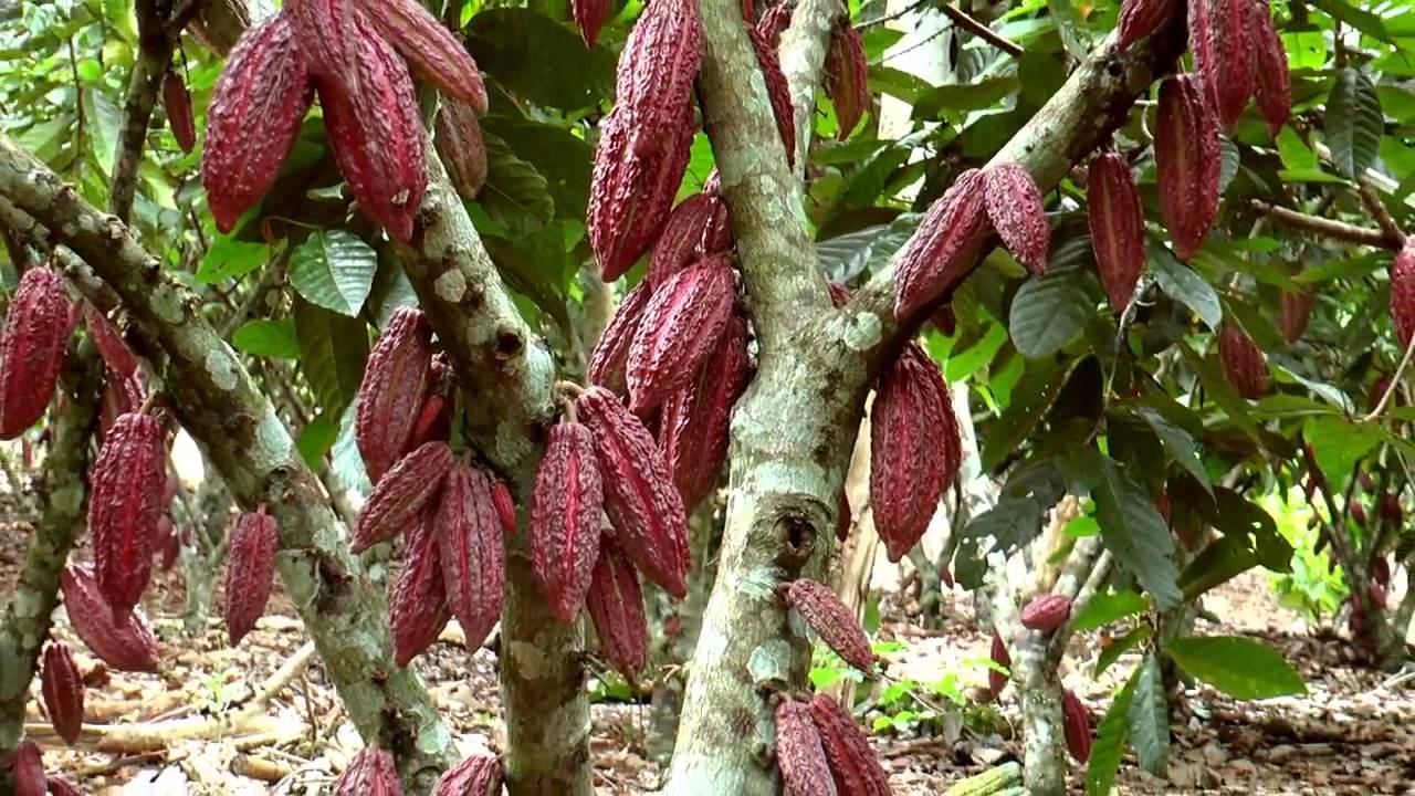 ADOPCIÓN INTEGRAL EN EL CACAO  - ACOPAGRO