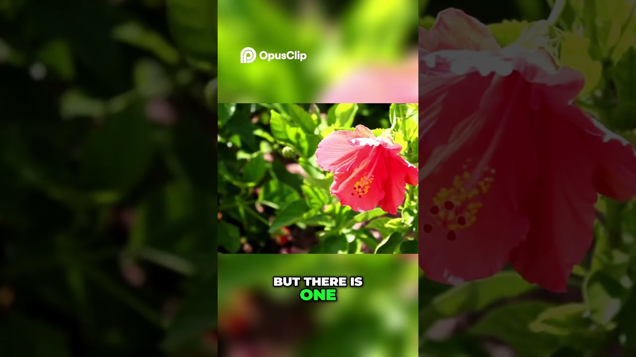 Why Bamboo Is the World's Most Versatile Plant - The Miracle Plant pt 1