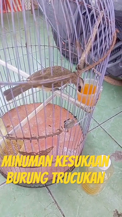 Minuman kesukaan burung trucukan