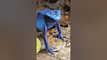 TWO ANIMALS COEXSITING. #dartfrog #isopod