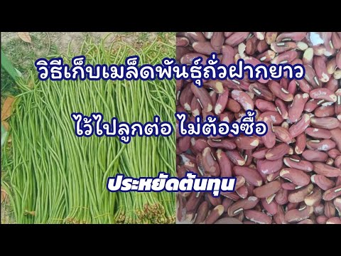 วีดีโอ: เก็บเมล็ดถั่ว - เรียนรู้วิธีบันทึกเมล็ดถั่ว