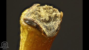 food in macro close up objects quiz#shorts