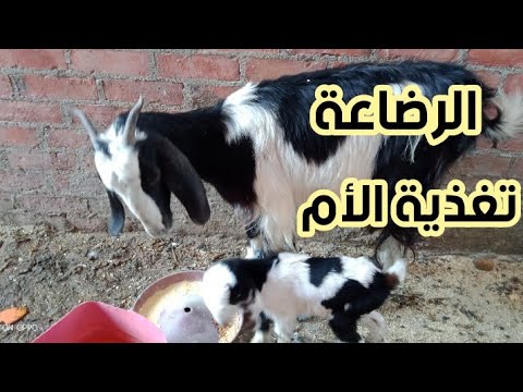 فيديو: كم مرة تطعم الماعز حديث الولادة؟