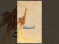 carrera por la vida #jirafas #leones #animales #depredadores#shorts