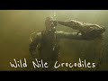 Scuba diving with DEADLY Nile Crocodiles