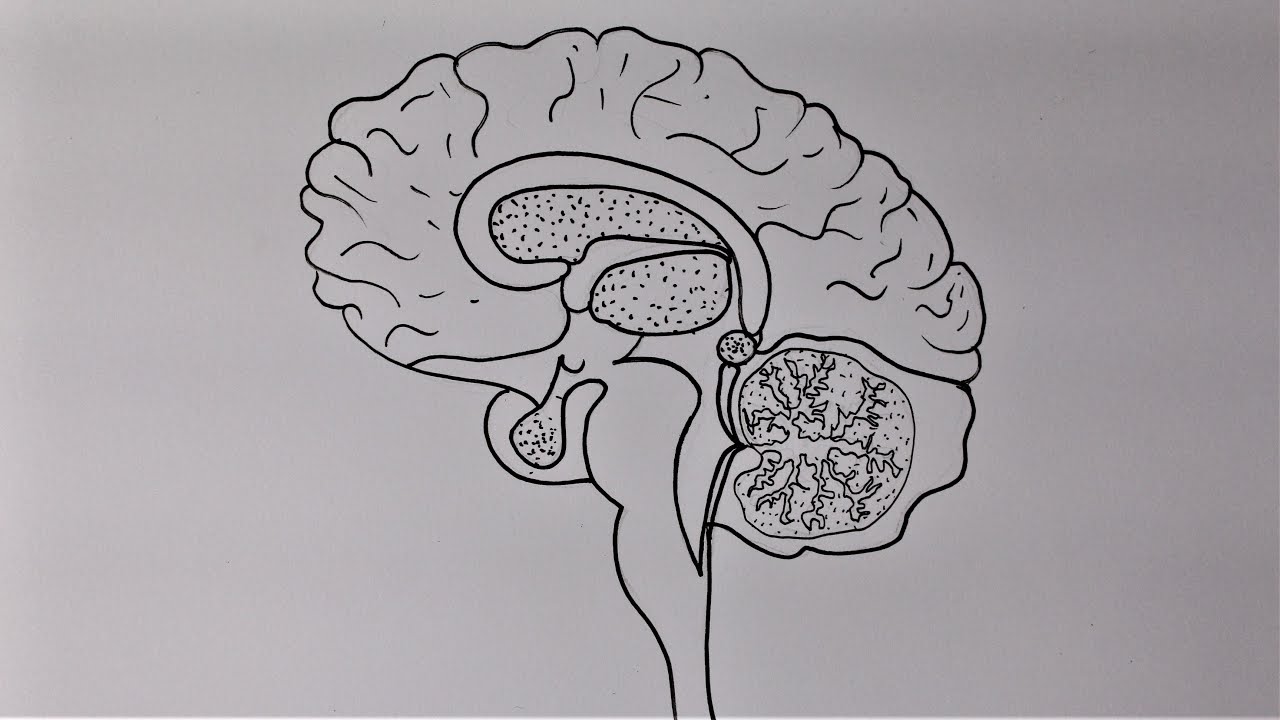 brain diagram unlabeled for kids