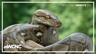 Florida woman wins $10K after catching 60 pythons in 10 days