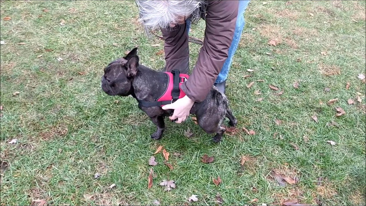 bark apparel harness