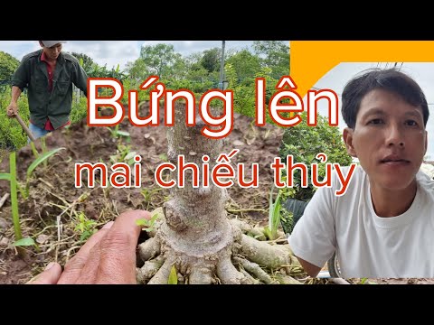 Video kết quả Thu hoạch Cây mai chiếu thủy lá trung 24h phục... - youtube