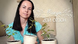 Пересадка и первое формирование черенков фикуса. Хобби для вдохновения. Пересадка и первое формирование черенков фикуса. Хобби для вдохновения.