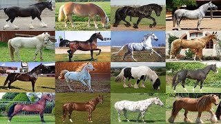 أجمل 10 خيول في العالم