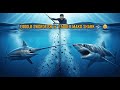 1,000LB Swordfish vs. 1,500LB Mako Shark – The Ultimate Ocean Battle!