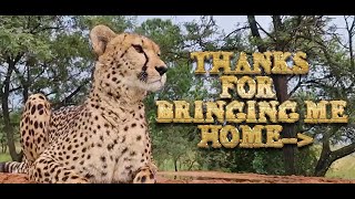 Zakira The Cheetah Comes HOME! | Fundraiser Provides Future Motherhood & Freedom For Separated Cub
