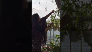 പത്തുമണി pots #balcony #gardening #balconydesignideas #garden #diybalcony #home #plants #flowers