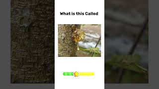 🌳 TitleTree Parts in English 🌳 | Sap | English Vocabulary