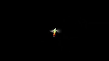 Hummingbird Hologram