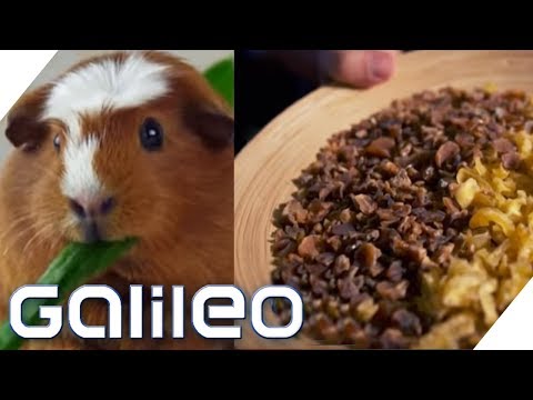 Essen die echt Meerschweinchen? Surprise Box aus Peru | Galileo | ProSieben