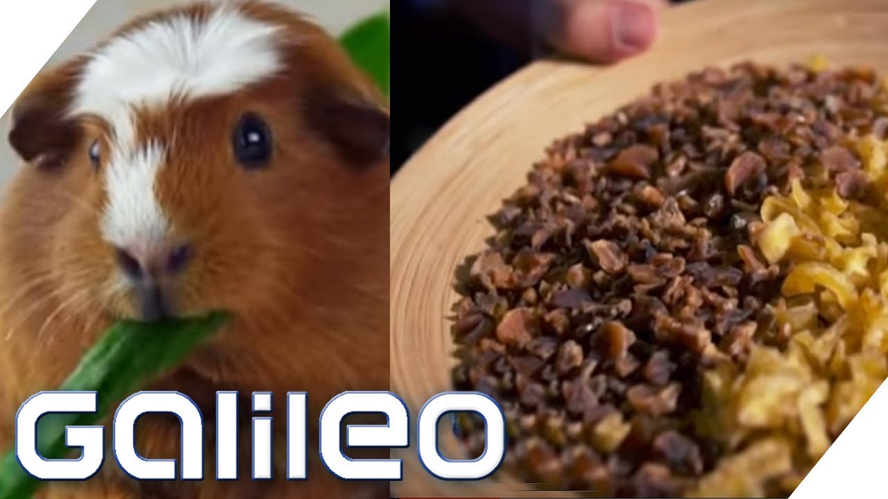 Essen die echt Meerschweinchen? Surprise Box aus Peru | Galileo | ProSieben