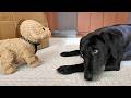【犬Vlog】犬ロボットと何とか対話を試みようとする犬。なかなか縮まらない2人の距離。