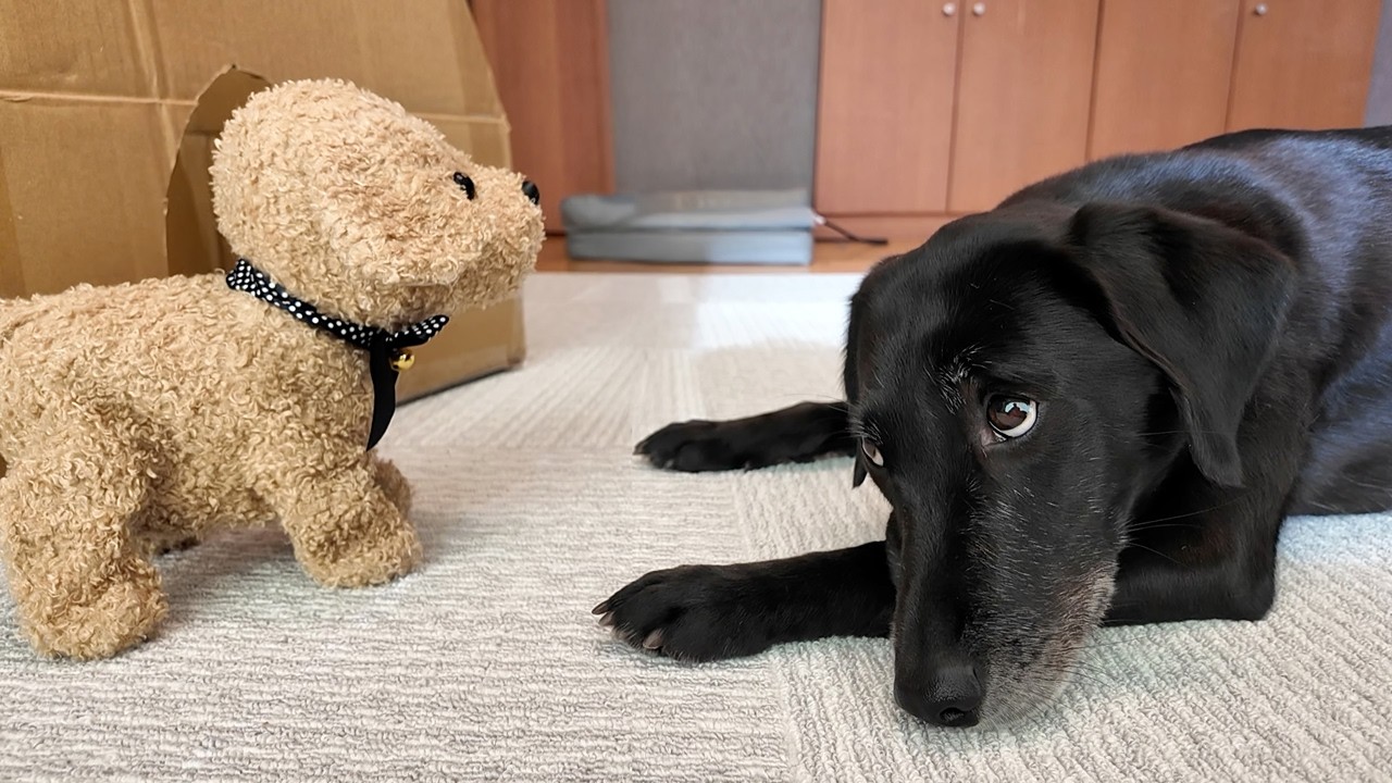 【犬Vlog】犬ロボットと何とか対話を試みようとする犬。なかなか縮まらない2人の距離。