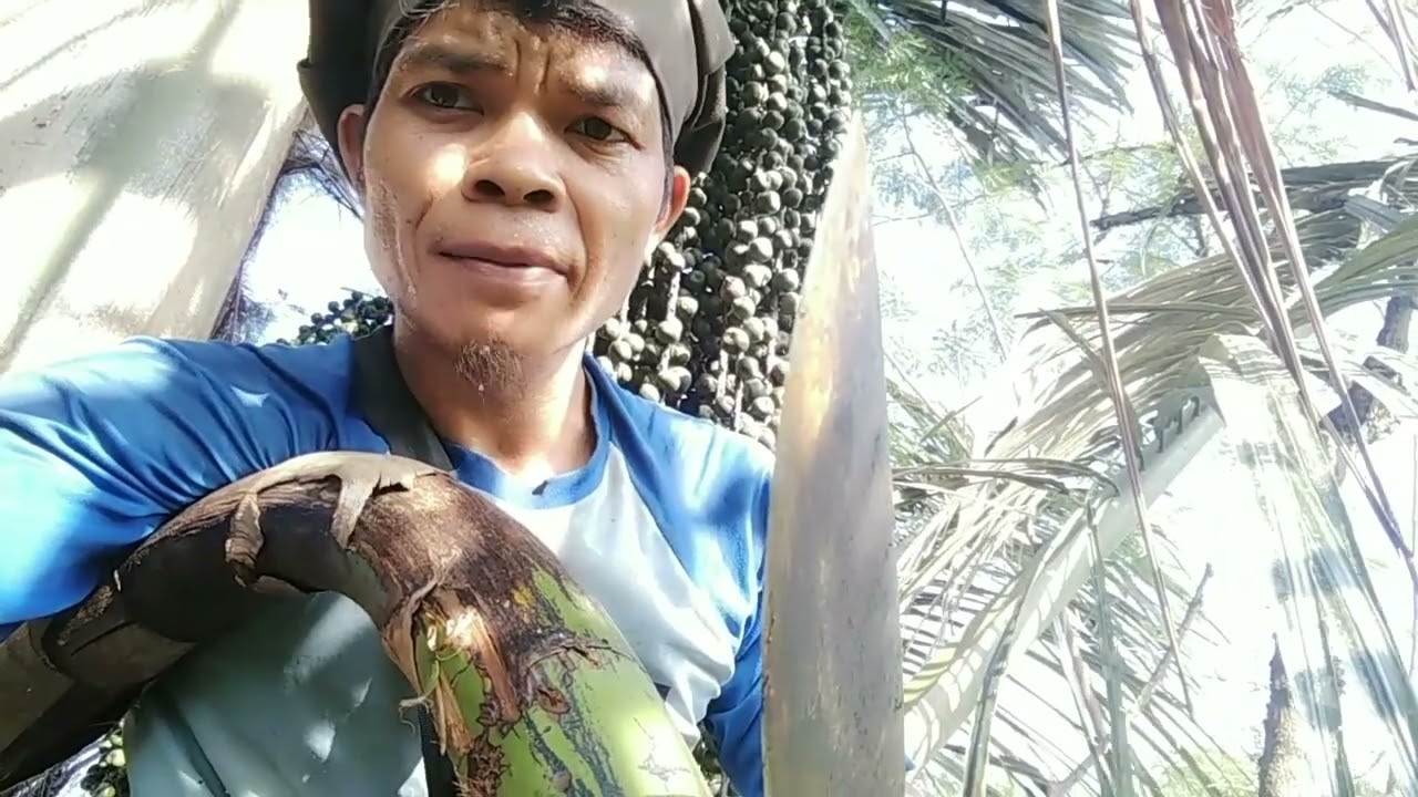 90%gagal jika bunga dipotong saat kondisi ini