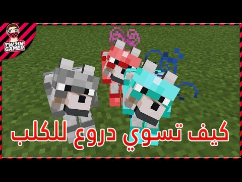 فيديو: كيف تلبس كلب