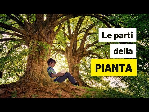 Video: Cosa sono le piante: questo è un intero regno