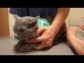【絶叫？】2年目のワクチン注射とネコPart2。 ロシアンブルー
