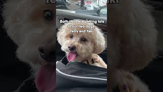 Celebrity Getting a Tattoo in Korea with my Wife Wealth