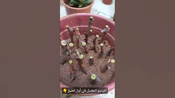 زراعة العنب زراعة أفكار زراعية زراعة منزلية 