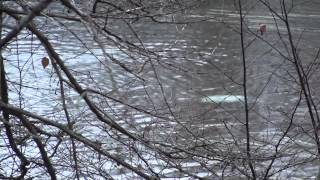 Two Common Loon Poop In Succession