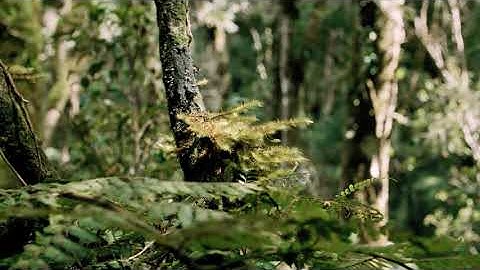 Realistic Archviz - for O2 treehouse - 3DS Max and Corona Renderer