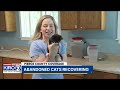 Abandoned cats recovering in Pierce County