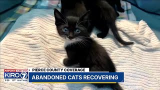 Abandoned cats recovering in Pierce County