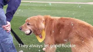 Happy Birthday Batdog Rookie! #dogs #trentonthunder