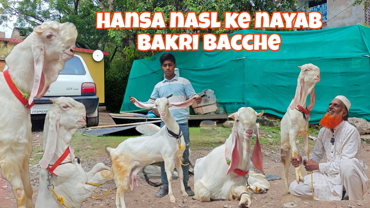 Hansa jamunapari nasl ke nayab Bakri bacche #hansagoat 