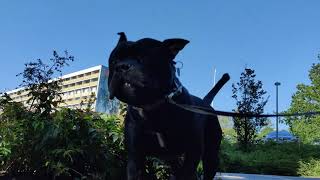 A day in The Life of Odin The Staffie by Odin the Staffordshire Bull terrier 6,524 views 2 years ago 6 minutes
