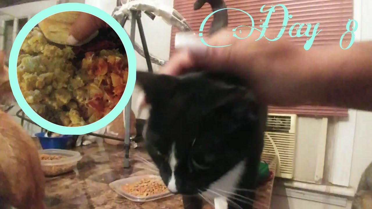 Day 8, Missing cat returns, ruin Sunday breakfast,