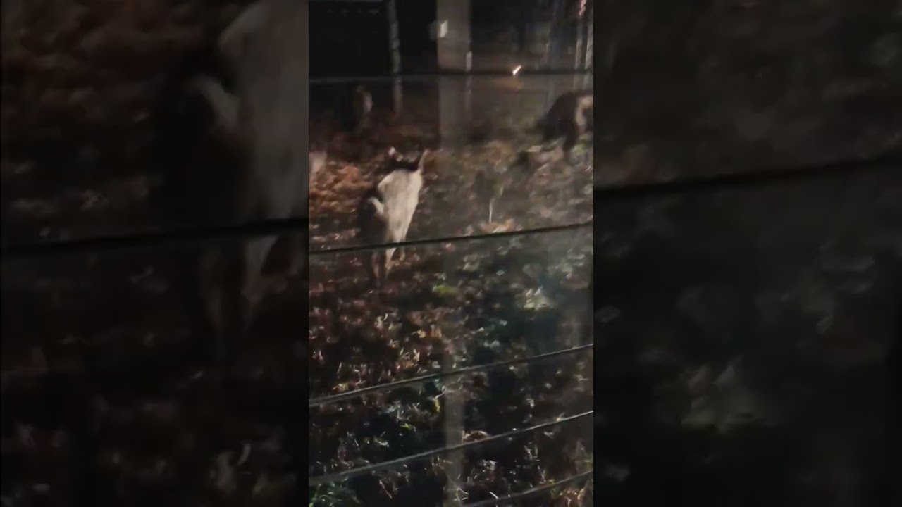 Texas Wild Hog Control