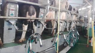 80 stands buitenmelker