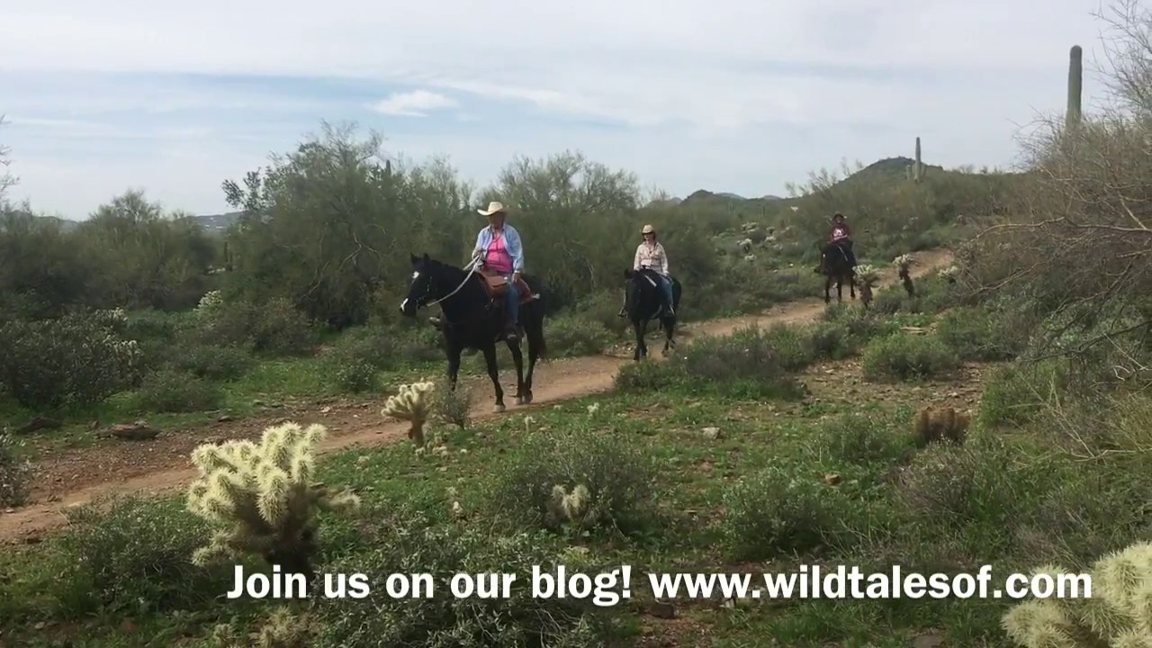 Family HIke in Cave Creek Regional Park Cave Creek, Arizona YouTube