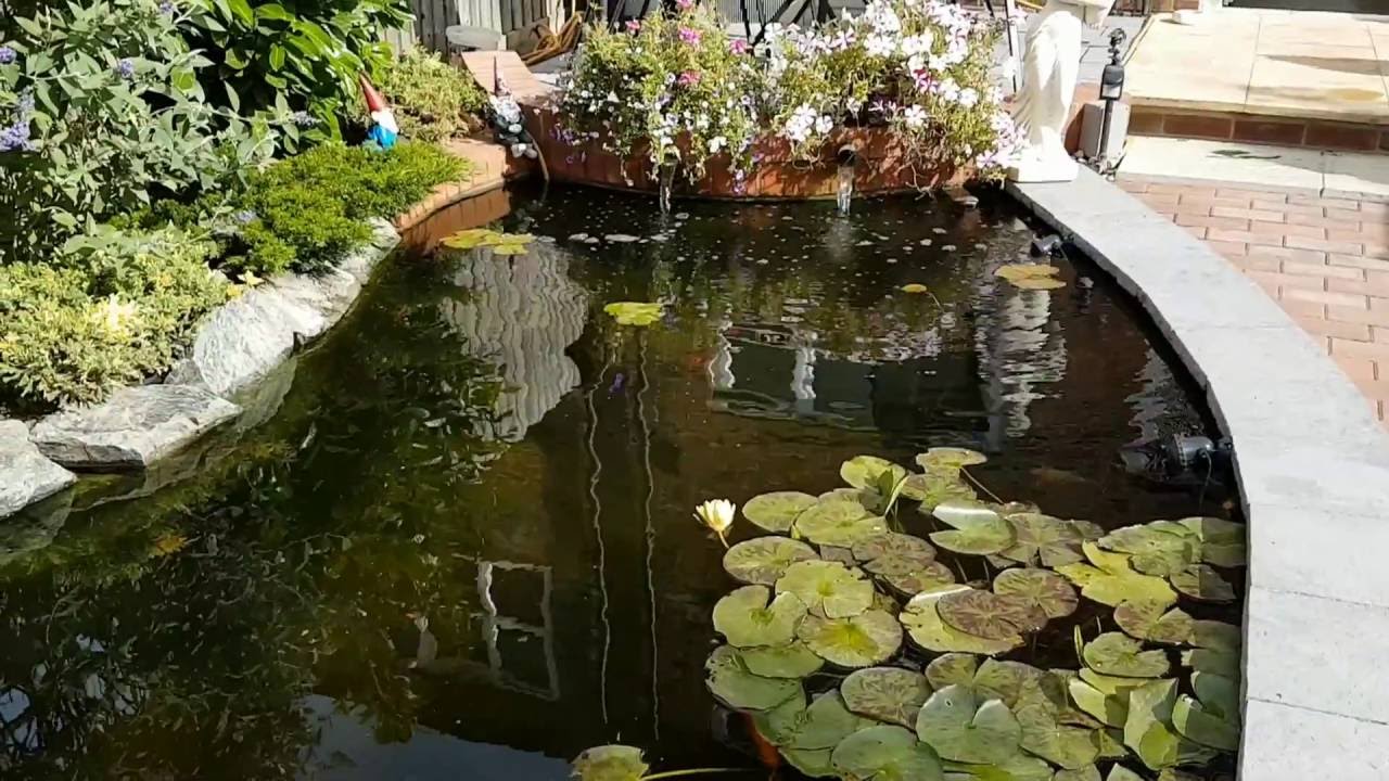 Tel's New Pond Update