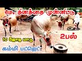முத்தான மூன்று ஜோடி தல ஈத்து கிடாரிகள் விற்பனைக்கு வந்துள்ளது 12,13லிட்டர் கறவை திறன் கிடாரிகள் #cow