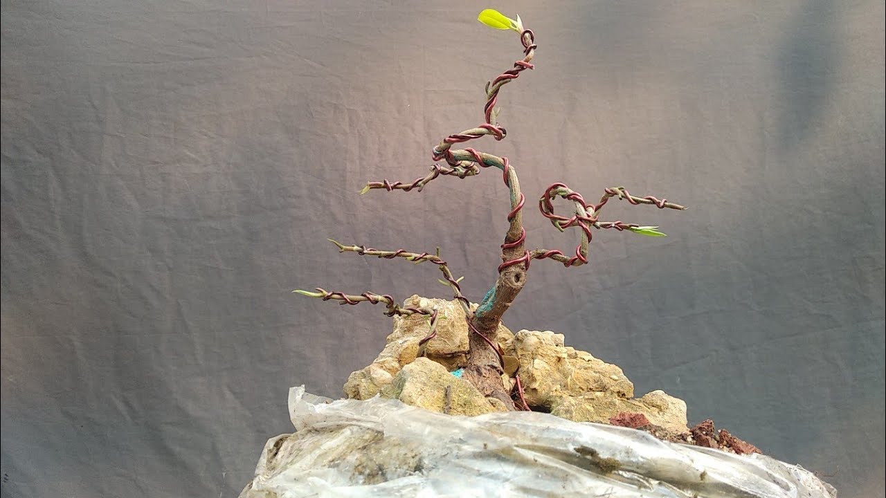 Styling a Ficus Rubiginosa