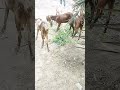 bakri ki video 🐐🐐💯😘💘