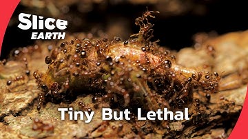 Inside the Deadly Fire Ant Invasion | SLICE EARTH | FULL DOC