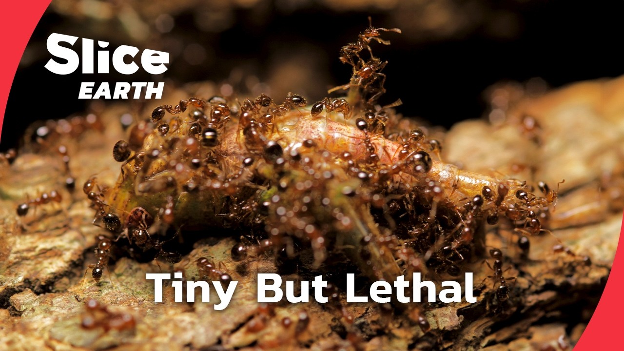 Inside the Deadly Fire Ant Invasion | SLICE EARTH | FULL DOC